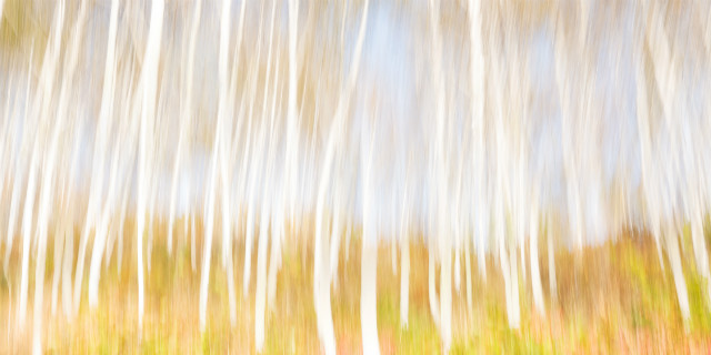 white tree.jpg