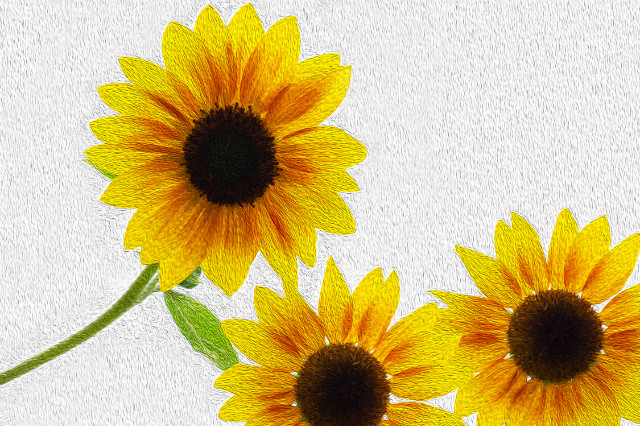 -Sunflower.jpg